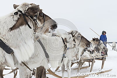 Team of northern deer Stock Photo