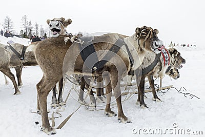 Team of northern deer Stock Photo