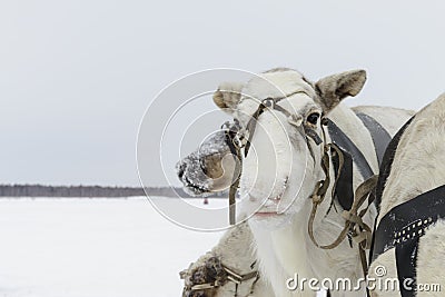 Team of northern deer Stock Photo