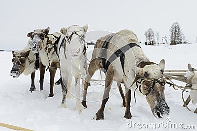 Team of northern deer Stock Photo