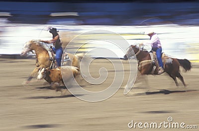 Team roping event Editorial Stock Photo