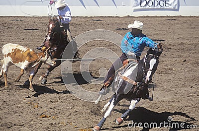 Team roping event, Old Spanish Days, Fiesta Rodeo and Stock Horse Show, Earl Warren Showgrounds, Santa Barbara, CA Editorial Stock Photo