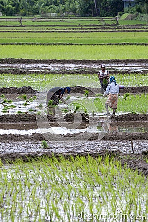 Women hand plant rice seedlings into an irrigated field at Udunuwara, near Kandy in central Sri Lanka. Editorial Stock Photo