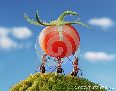 team work, ants red harvest Stock Photo