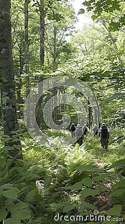Teams navigate through forest trails as part of an outdoor team building program at a scenic wilderness retreat Cartoon Illustration