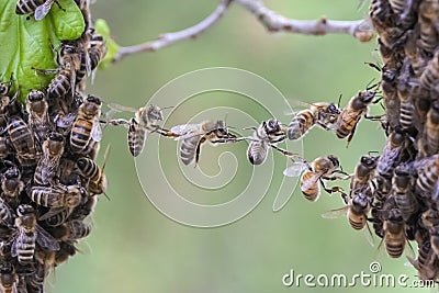 Teamwork of bees bridge a gap of two bee swarm parts. Stock Photo