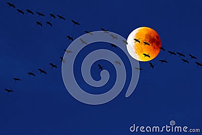 Cranes flying in front of blood moon, partial lunar eclipse, migration birds, teamwork of flying cranes Stock Photo