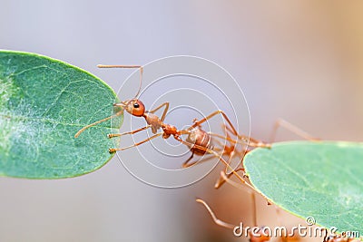 Teamwork red ant bridge unity.selective focus. Stock Photo