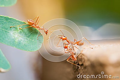 Teamwork red ant bridge unity.selective focus. Stock Photo