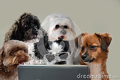 Teamwork skills, group of dogs surfing in internet Stock Photo