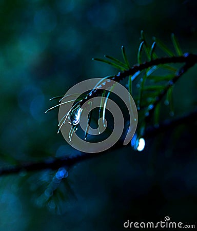 A tear-drop of nature. Stock Photo