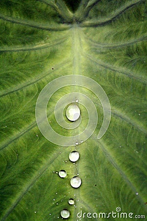 Teardrops on a Leaf Stock Photo