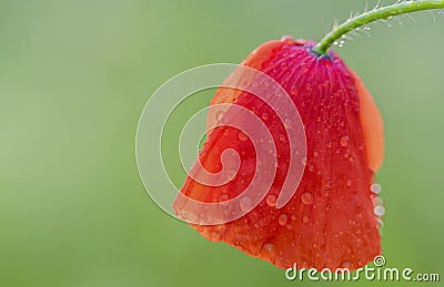 Tearful poppy Stock Photo