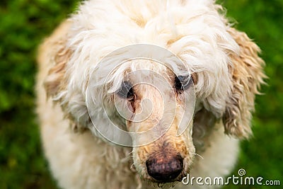 Tearing of the dog's eyes. Illness, eye infection in a dog. Veterinary Stock Photo
