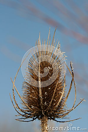 Teasel Stock Photo