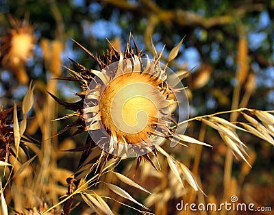 Teasel Stock Photo