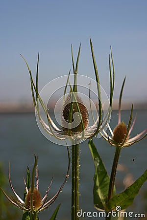 Teasel Stock Photo