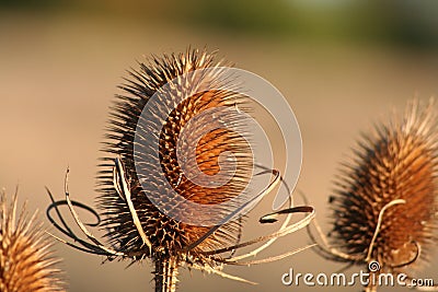 Teasel Stock Photo