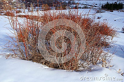 Teasel Stock Photo