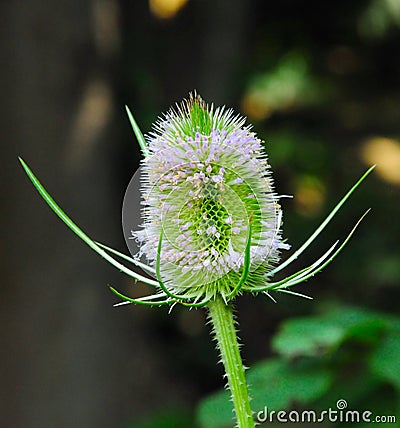 Teasel in bloom Stock Photo