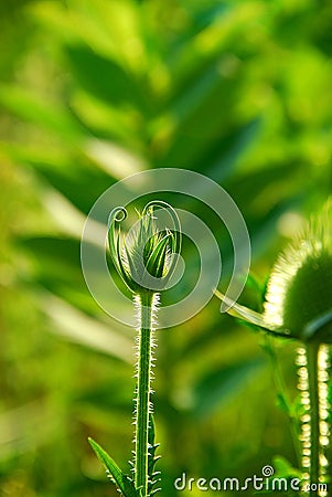 Teasel bud Stock Photo