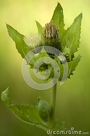 Teasel - Cirsium oleraceum Stock Photo