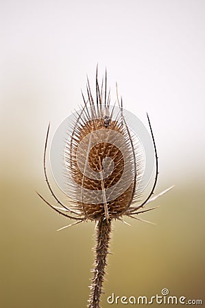 Teasel Comb with Insect in Spring Stock Photo