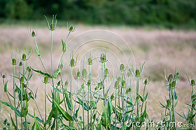 Teasel (Dipsacus fullonum) plants in bud Stock Photo