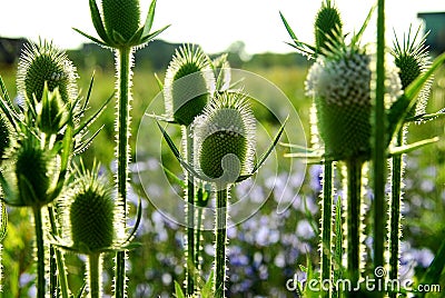 Teasel flowers Stock Photo