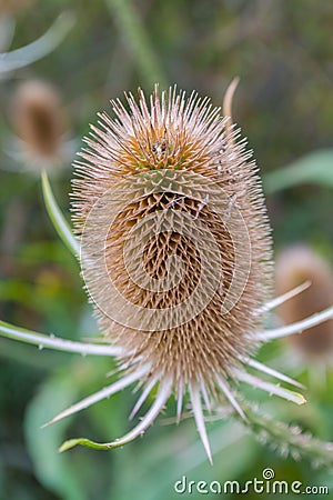 Teasel Stock Photo