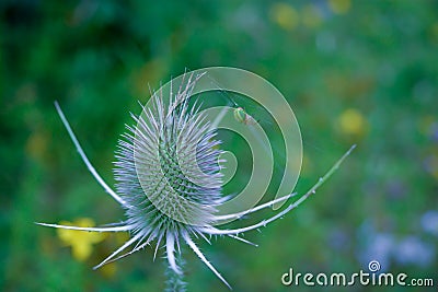 Teasel plant Stock Photo