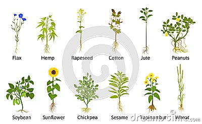 Technical Flowers Plants Collection Vector Illustration