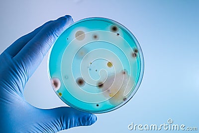 Technician with bacterias sample in petri dish Stock Photo