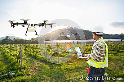 Technician farmer use wifi computer control agriculture drone fly to sprayed fertilizer on grape field, Smart farm concept Stock Photo