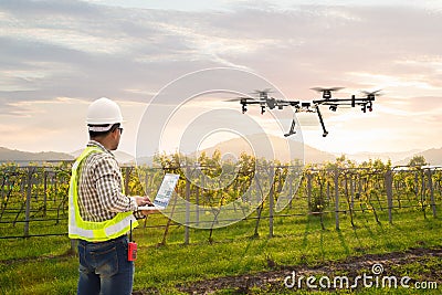 Technician farmer use wifi computer control agriculture drone fly to sprayed fertilizer on grape field, Smart farm concept Stock Photo