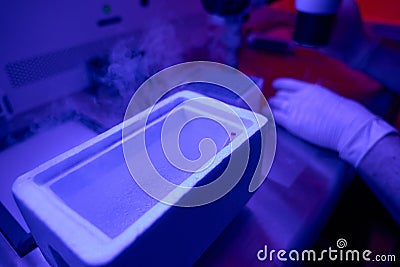 Technician preparing straws with embryos for cryopreservation Stock Photo