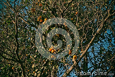 Tecojote winter fruit called & x28;Crataegus mexicana& x29;, fruit on the tree Stock Photo