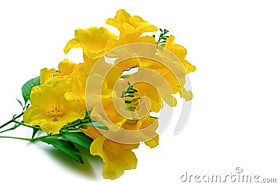 Tecoma stans or Yellow elder or Trumpetbush or Trumpetflower, be Stock Photo