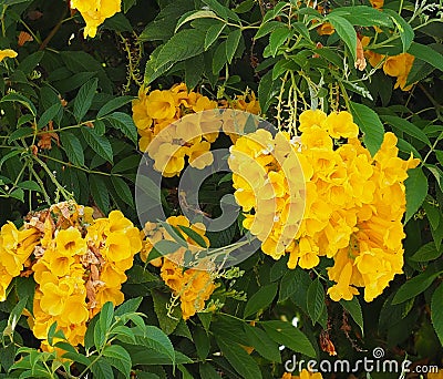 Tecoma Stans Or Yellow Trumpet Flower On Ilha Culatra Portugal Stock Photo