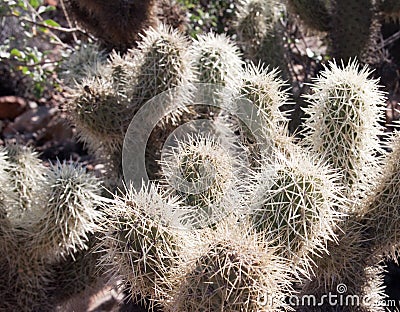 Teddy Bear Cactus from Tuscon, Arizona Stock Photo