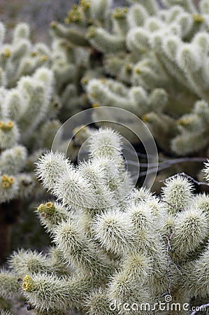 Teddy Bear Cholla Cactus Stock Photo