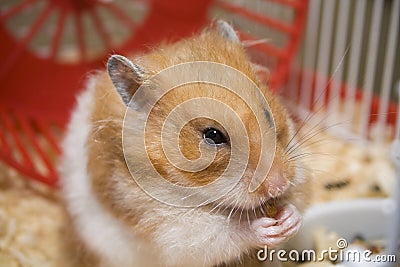 Teddy bear hamster eating Stock Photo