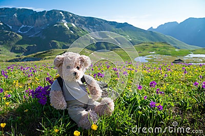 Teddy bear hiking Stock Photo