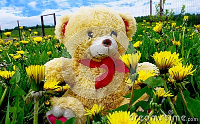 Teddy bear toy on the grass Stock Photo