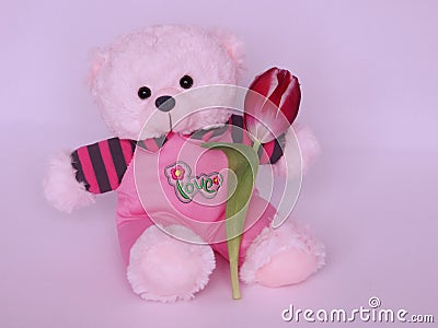 Teddy Bear with tulip - Valentines Day Stock Photos Stock Photo