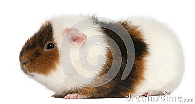 Teddy guinea pig, 9 months old Stock Photo