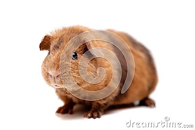 Teddy guinea pig Stock Photo