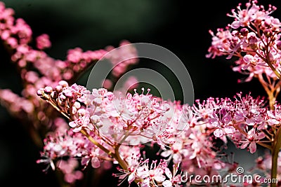 Teder Queen of the Prairie flowers also known as Filipendula pink blossoms blooming in summer. Stock Photo