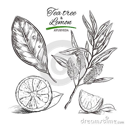 Tee tree and lemon. Vector hand drawn collection.Natural herbs and flowers. Beauty and Ayurveda. Organic cosmetics Vector Illustration