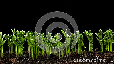 Teelt van planten in de lente van Timelapse, de neonaat van Sprouts Germination in de glastuinbouw Teelt van planten in de lente van Timelapse, de neonaat van Sprouts Germination in de glastuinbouw